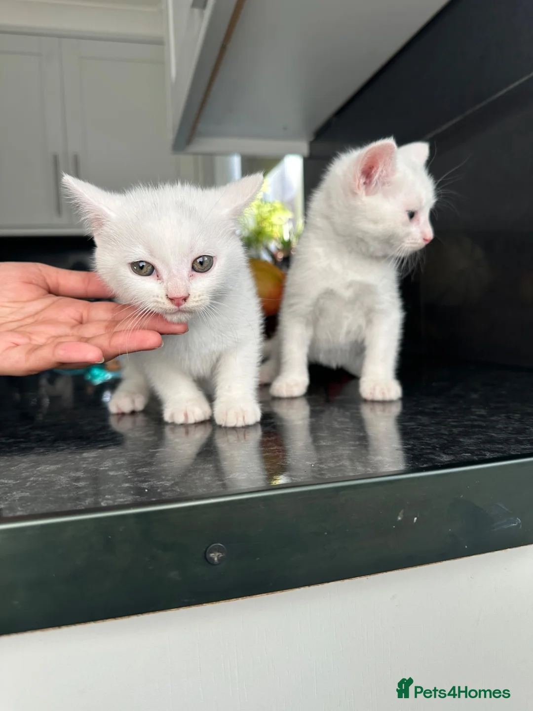 Mixed Breed cats for sale: Kittens for sale in Crawley - Advert 2