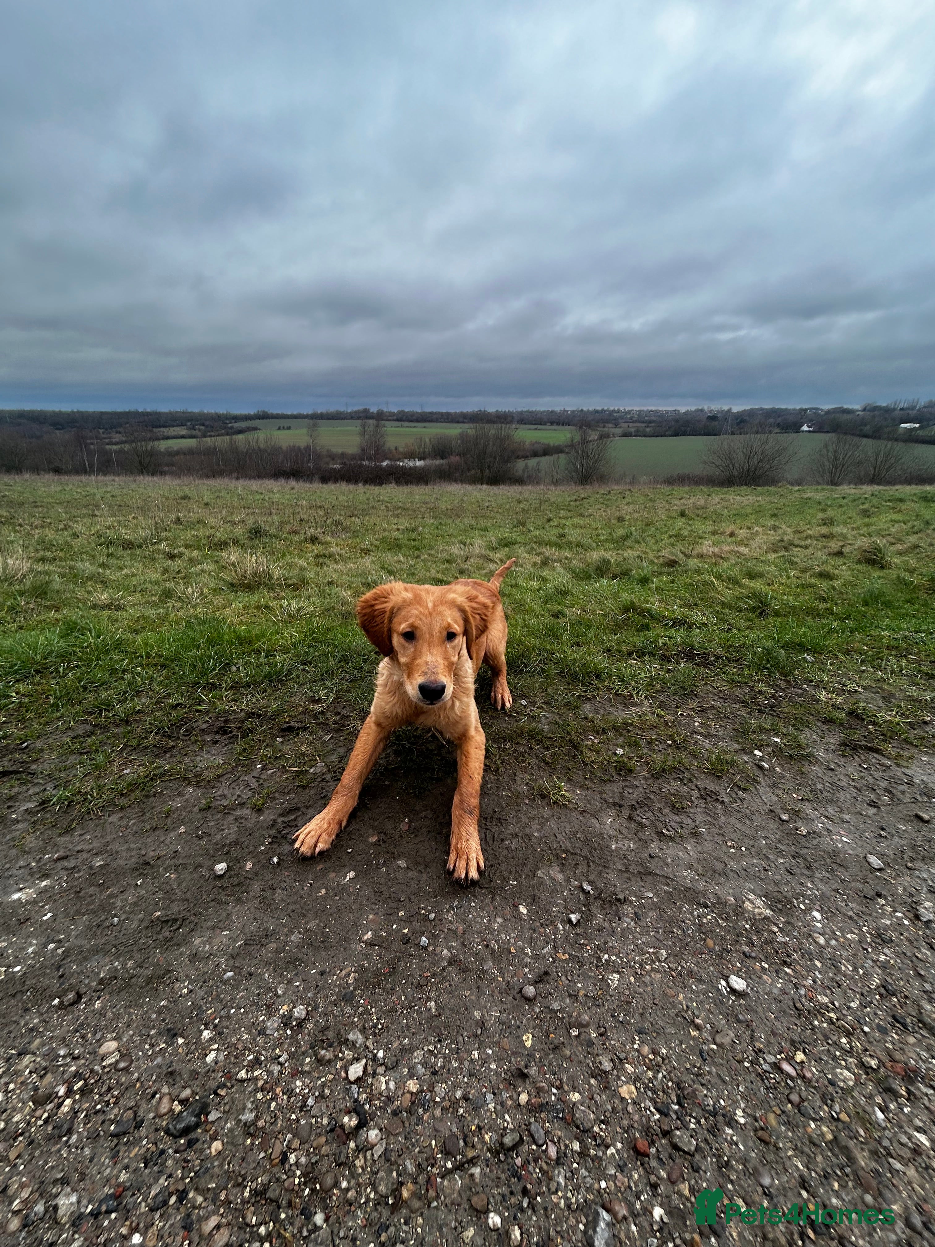 Golden Retriever dogs Trained Golden Retriever for sale  - Advert 15
