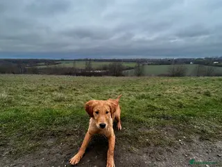 Golden Retriever dogs Trained Golden Retriever for sale - Advert 15