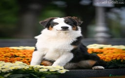 Australian Shepherd dogs for sale: Australian shepherd  - Image 4