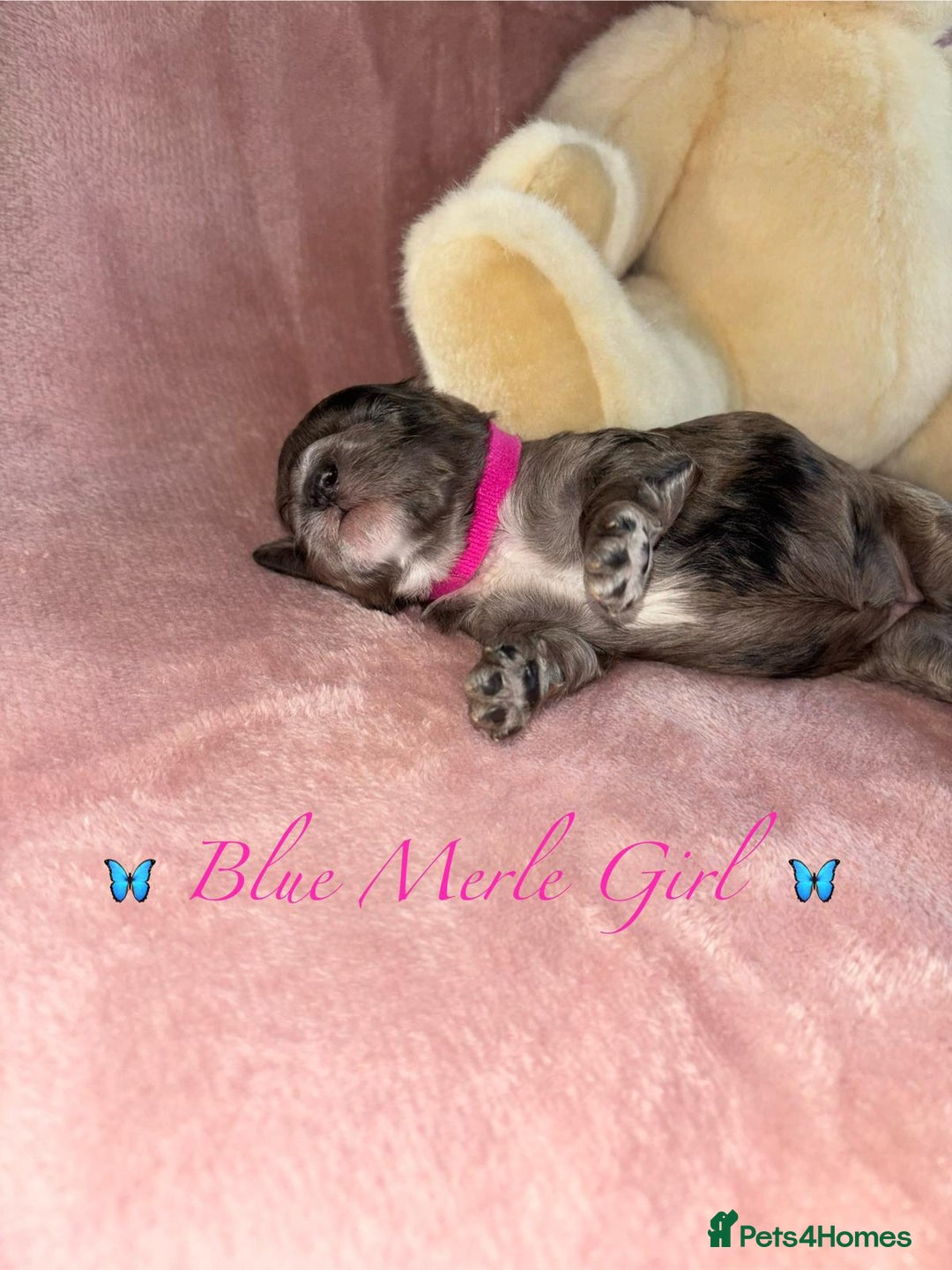 Cavapoo dogs for sale: BEAUTIFUL CAVAPOO PUPPIES HEALTH TESTED PARENTS  - Image 37