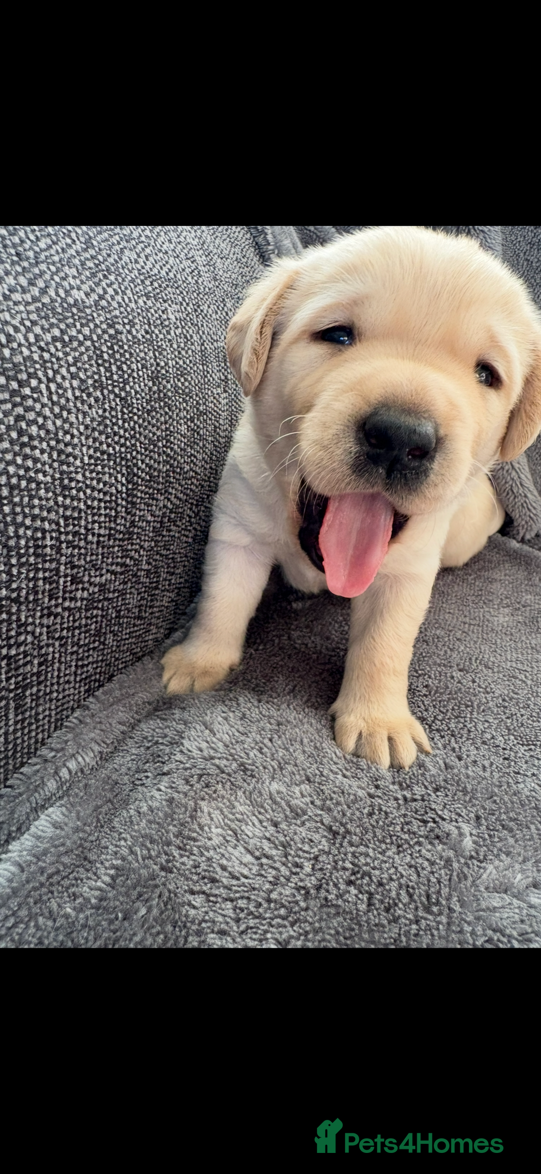 Labrador Retriever dogs for sale: Stunning litter of Labrador puppies - Advert 1