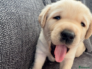 Labrador Retriever dogs Stunning litter of Labrador puppies - Advert 1