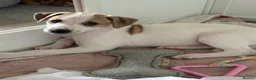 Mixed Breed dogs for sale: Collie whippet greyhound  - Advert 7