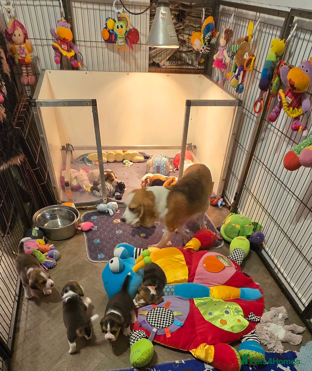 Beagle dogs for sale: KC registered Beagle pups, Rare Blue tri & tri - Advert 8