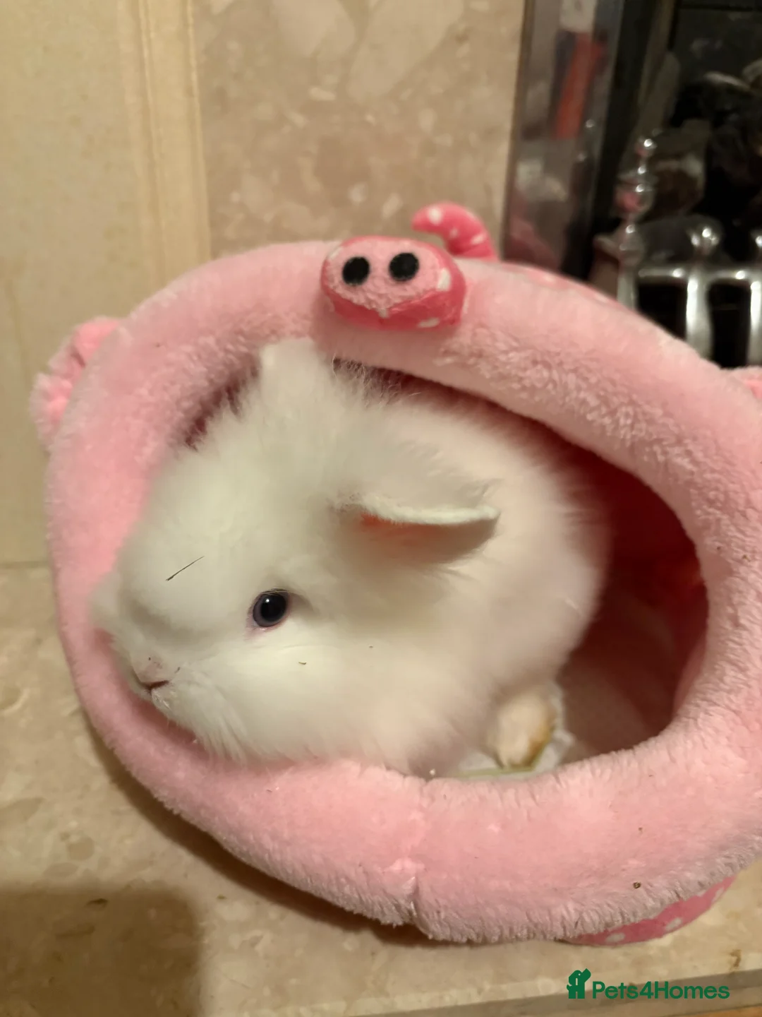 Mini Lion Lop rabbits for sale: Female Mini Lionhead Lop Fluff Balls for Sale - Advert 4