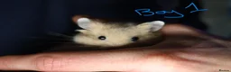 Hamster rodents for sale: Mixed Syrian hamsters ready to go  in Preston - Advert 2