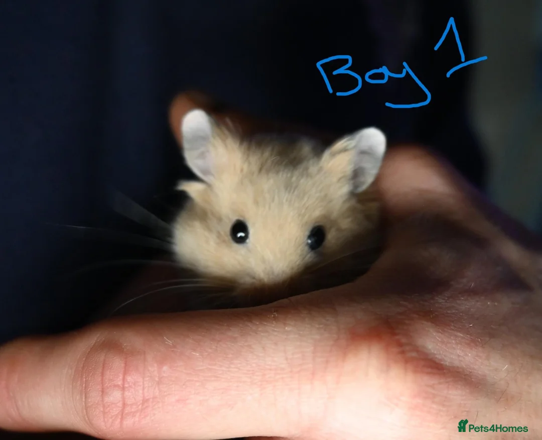 Hamster rodents for sale: Mixed Syrian hamsters ready to go  in Preston - Advert 2