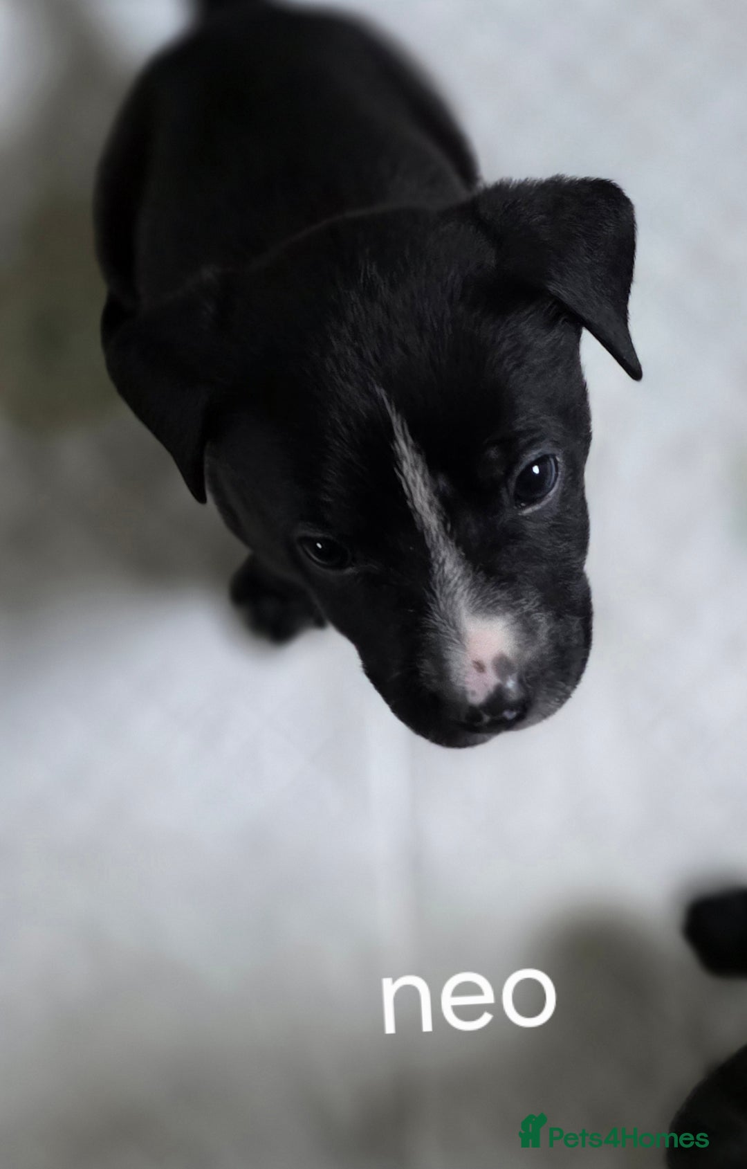 Mixed Breed dogs for sale: Labrador/staffie mix - Advert 5