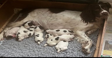English Springer Spaniel dogs - Advert 7