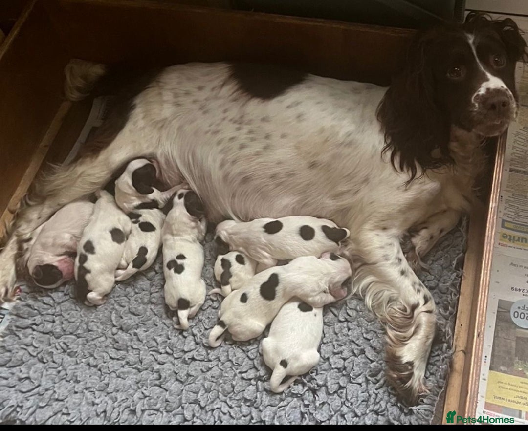 English Springer Spaniel dogs for sale: Oustanding DNA KC working Springer Spaniel pups - Image 2