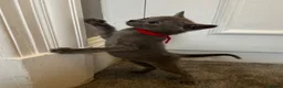 Russian Blue cats for sale: Russian Blue Kittens - Advert 18