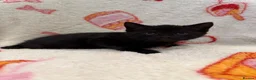 Domestic Shorthair cats for sale: 2 Beautiful Kittens Looking For Forever Home - Advert 19