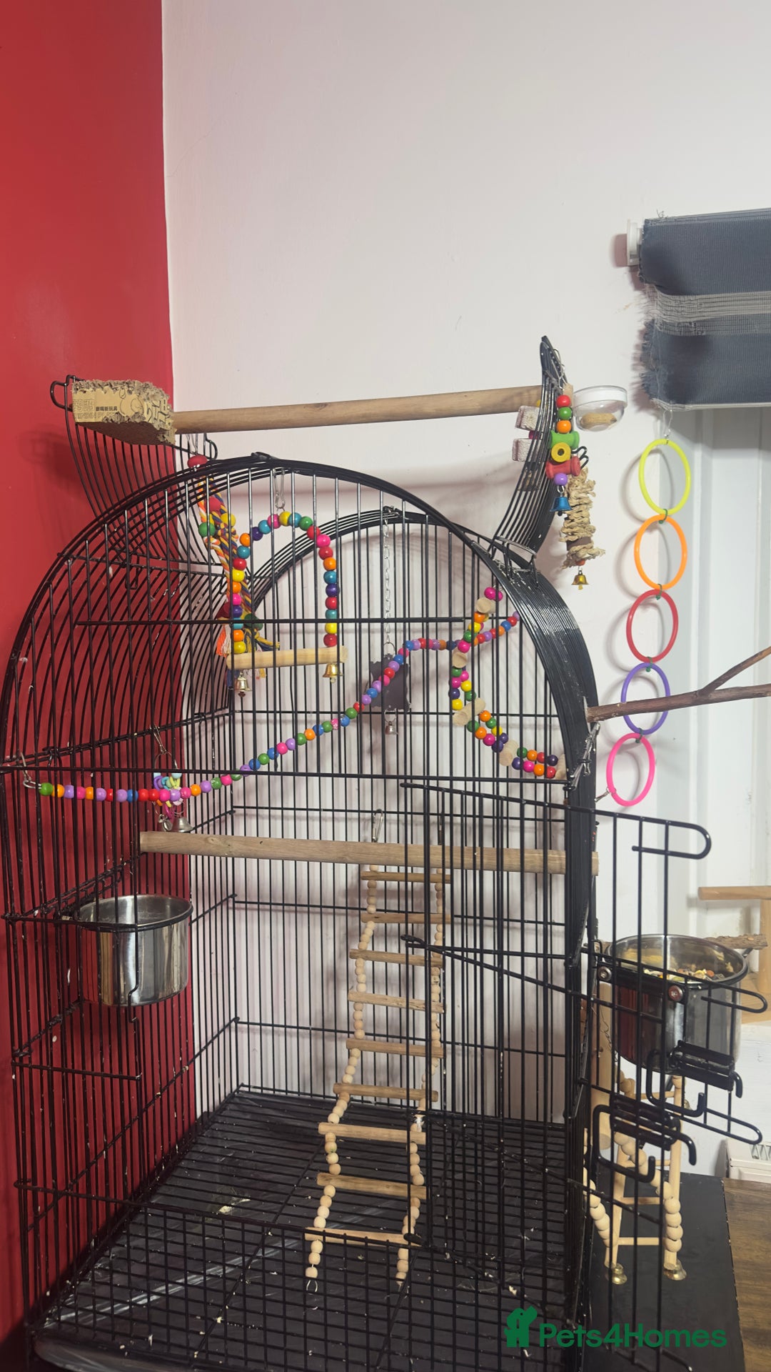 Ringnecks birds for sale: Male green indian ringneck parrot bird with cage - Advert 7