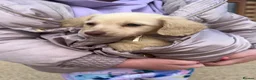 Miniature Dachshund dogs for sale: eeii Bright cream KC! Longhair miniature dachshund - Advert 2