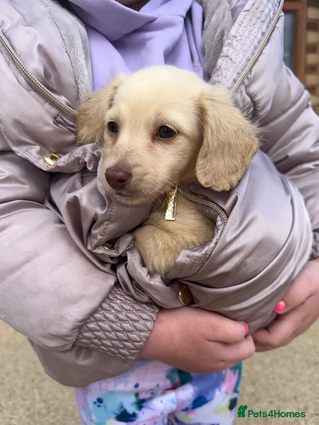 Miniature Dachshund dogs for sale: eeii Bright cream KC! Longhair miniature dachshund - Advert 2