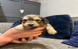 Dachshund dogs for sale: Longhaired miniature daschunds for sale - Image 11