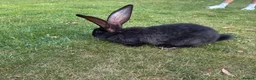 Continental Giant rabbits for sale: 8 Continental Giant Babies - Advert 6