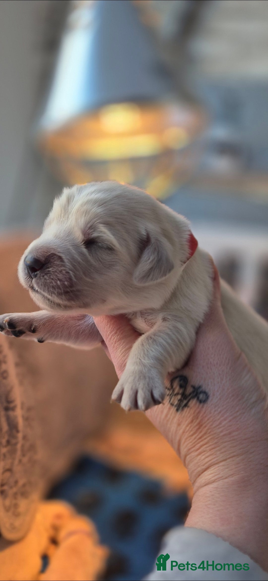 Golden Retriever dogs for sale: KC REGISTERED Golden Retriever puppies  - Advert 13