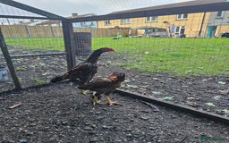 Chickens poultry for sale: Shamo Brazilian stag 5 months and Turkish hints - Image 5