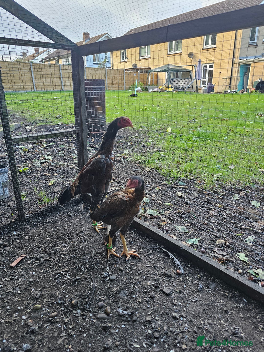 Chickens poultry for sale: Shamo Brazilian stag 5 months and Turkish hints - Image 5