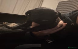 Labrador Retriever dogs for sale: 5 male labradors - Advert 4