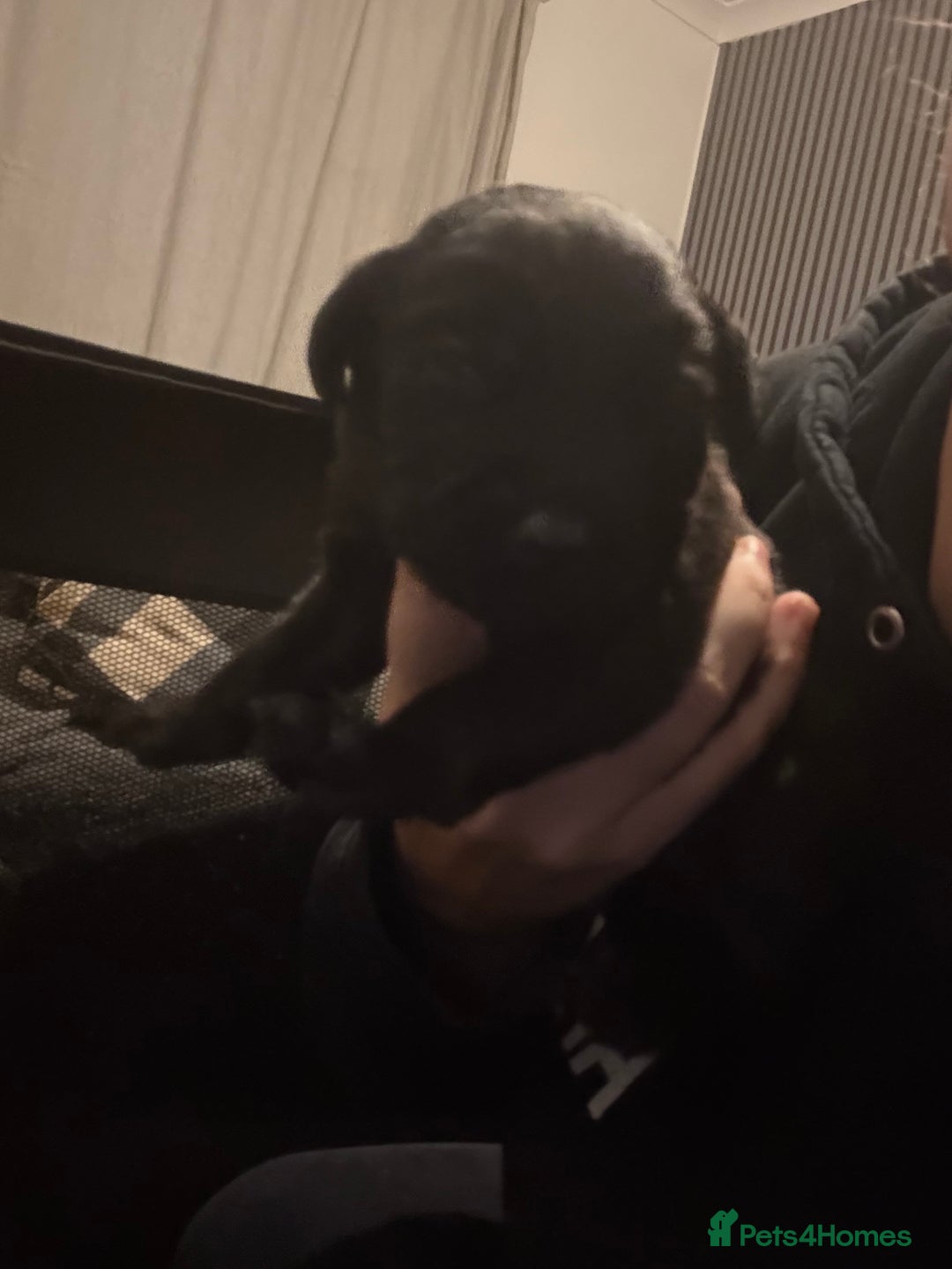 Labrador Retriever dogs for sale: 5 male labradors - Advert 4