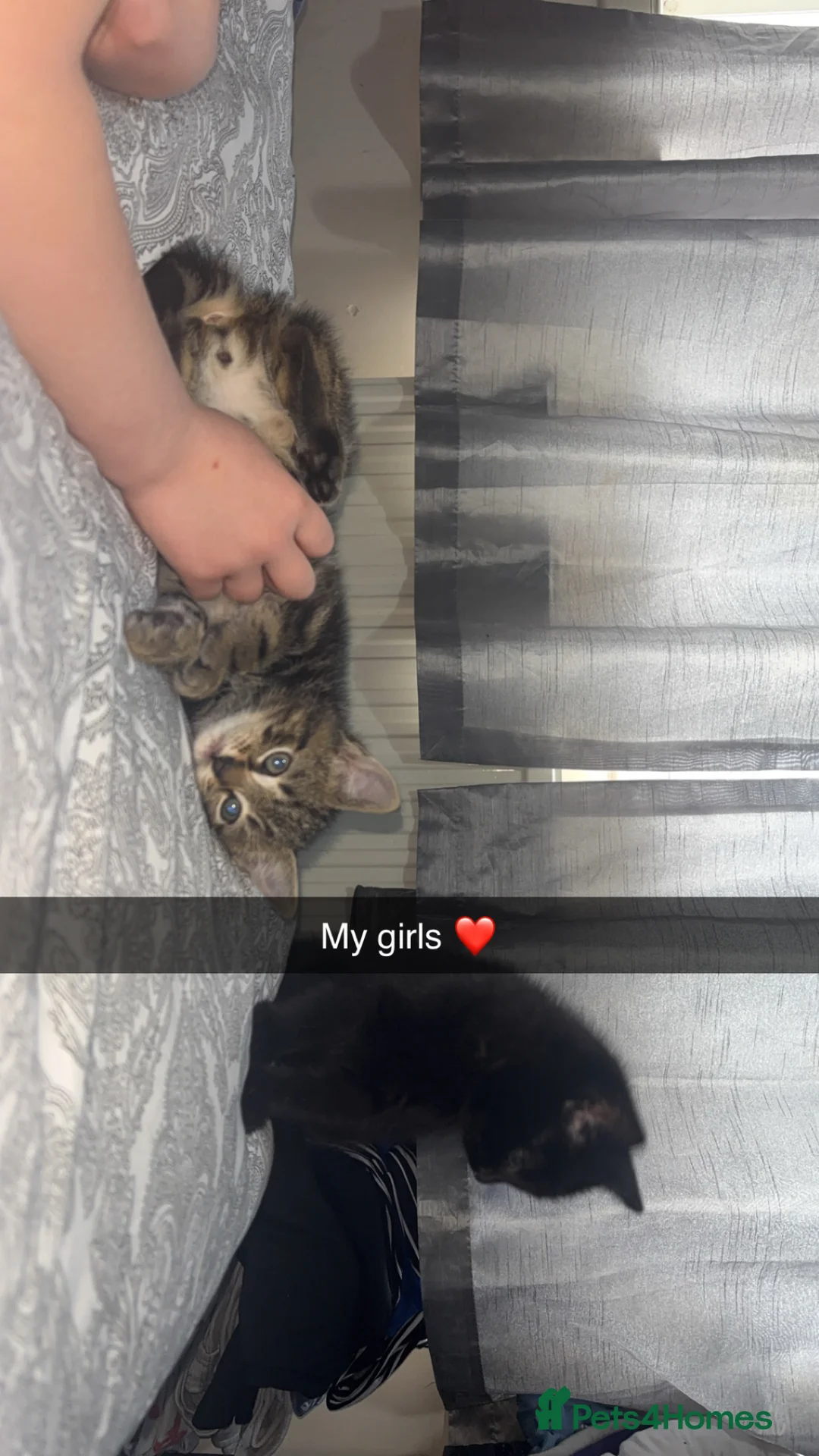 Mixed Breed cats for sale: 2 beautiful girls  in London - Advert 4
