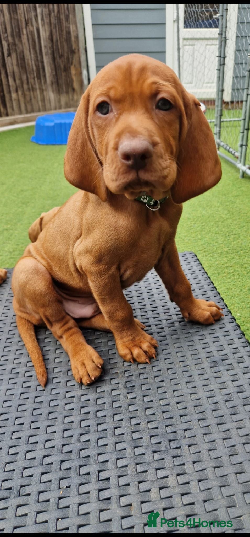 Hungarian Vizsla dogs Hungarian Vizsla Puppies KC Registered - Advert 2