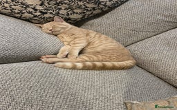 British Shorthair cats for sale: Cream British Shorthair - Image 4