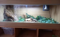 Bearded Dragon reptiles for sale: Bearded Dragon with 4ft vivarium - Image 2