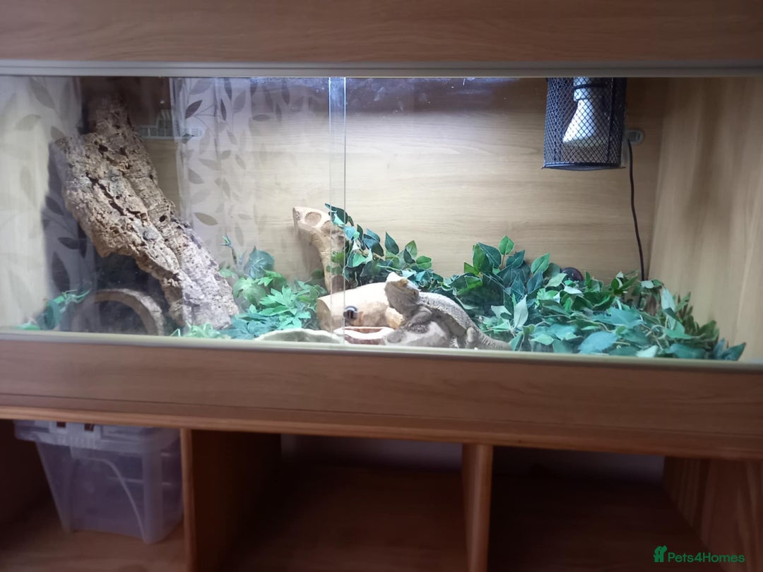 Bearded Dragon reptiles for sale: Bearded Dragon with 4ft vivarium - Image 2