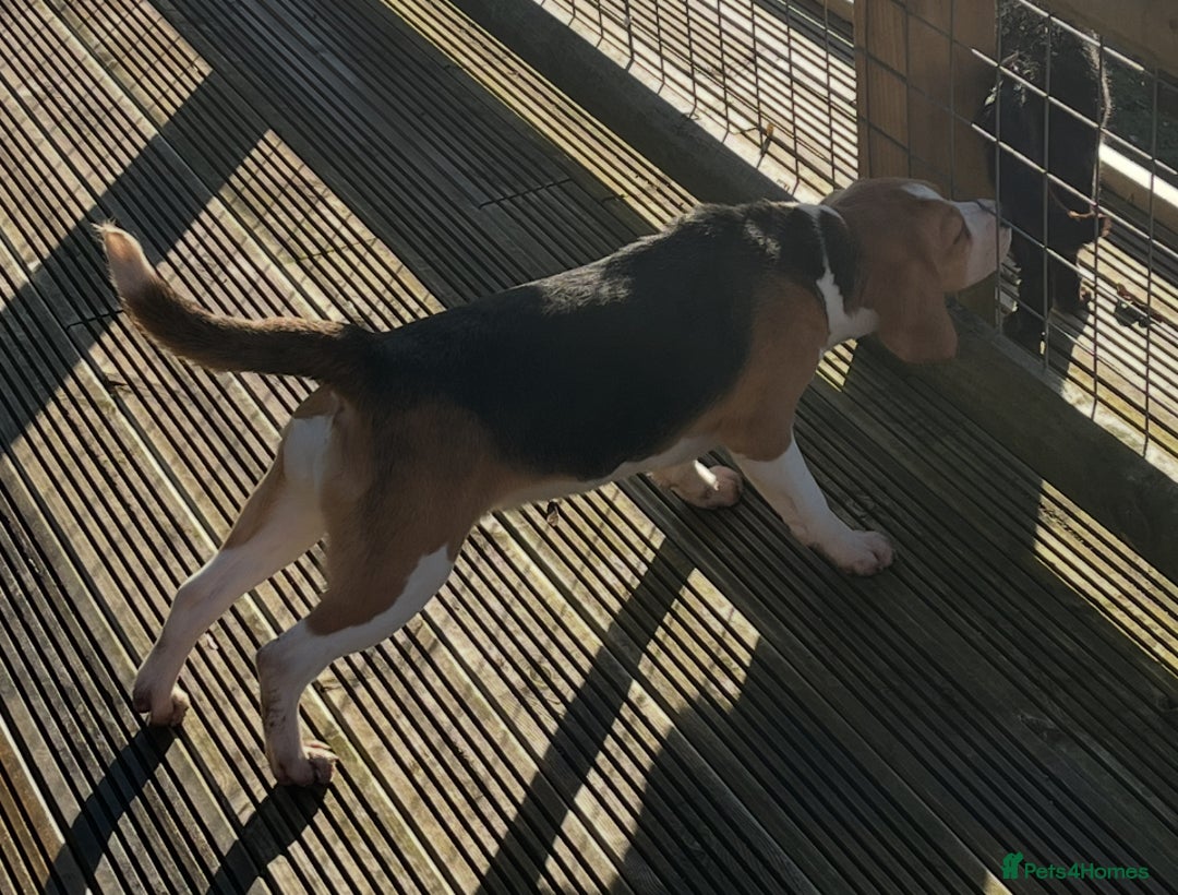 Beagle dogs for sale: Beautiful Girl (9 month old) - Advert 6