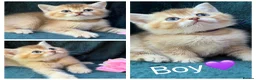 British Longhair cats for sale: TICA BRITISH SHORTHAIR & LONGHAIR KITTENS  - Advert 17