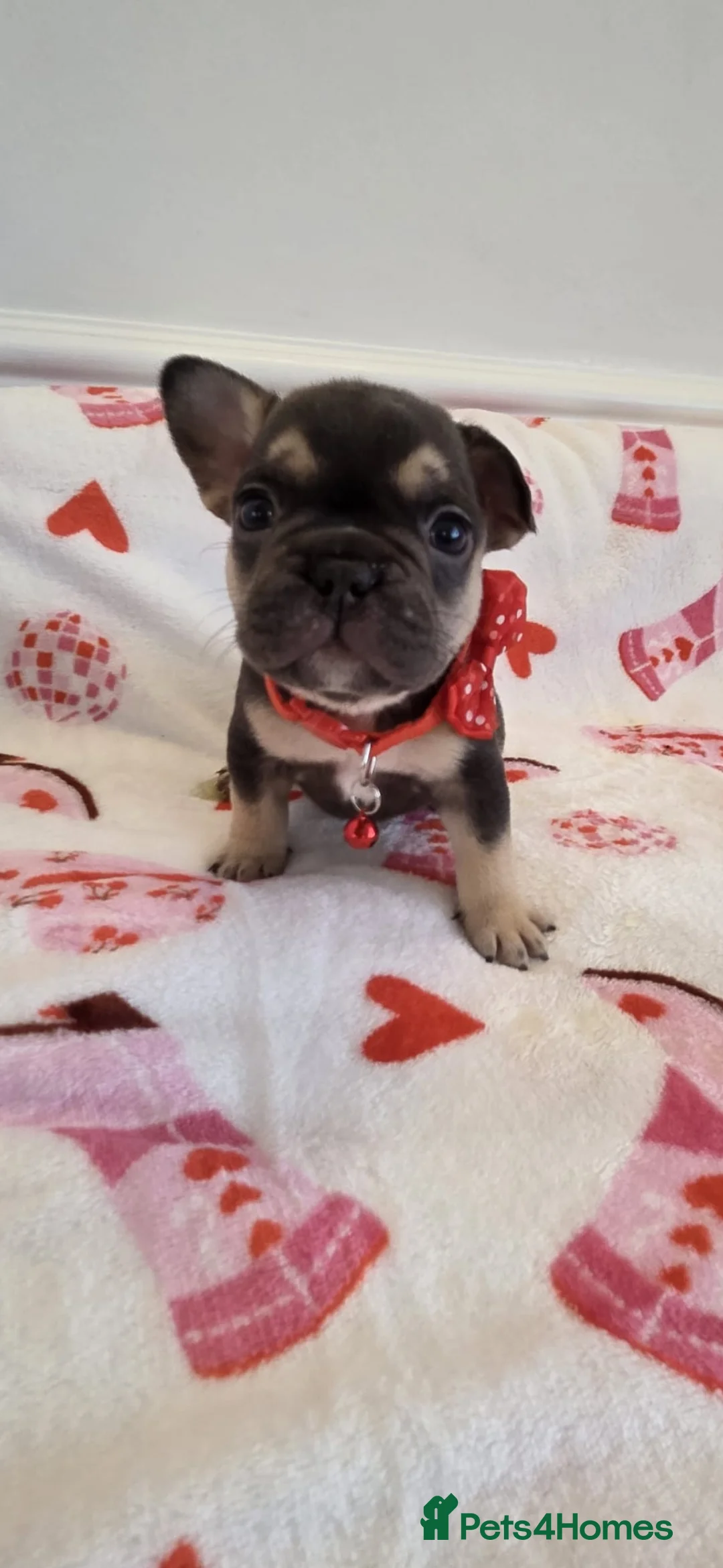 French Bulldog dogs for sale: Beautiful Frenchie puppies - Advert 21