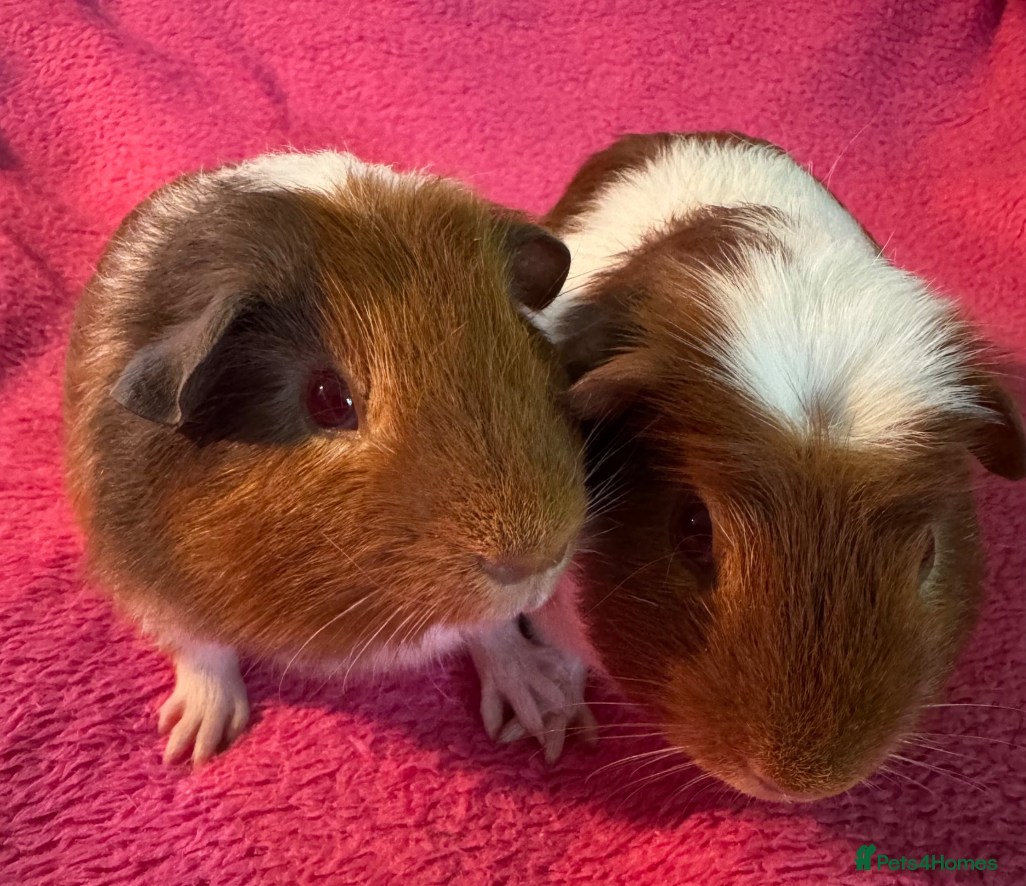Guinea Pig rodents Guinea pig Tri coloured baby boars  - Advert 11