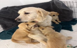Golden Retriever dogs for sale: Golden retrievers - Image 9