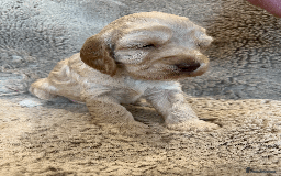 Cockapoo dogs for sale: cockapoo F1 - Image 12