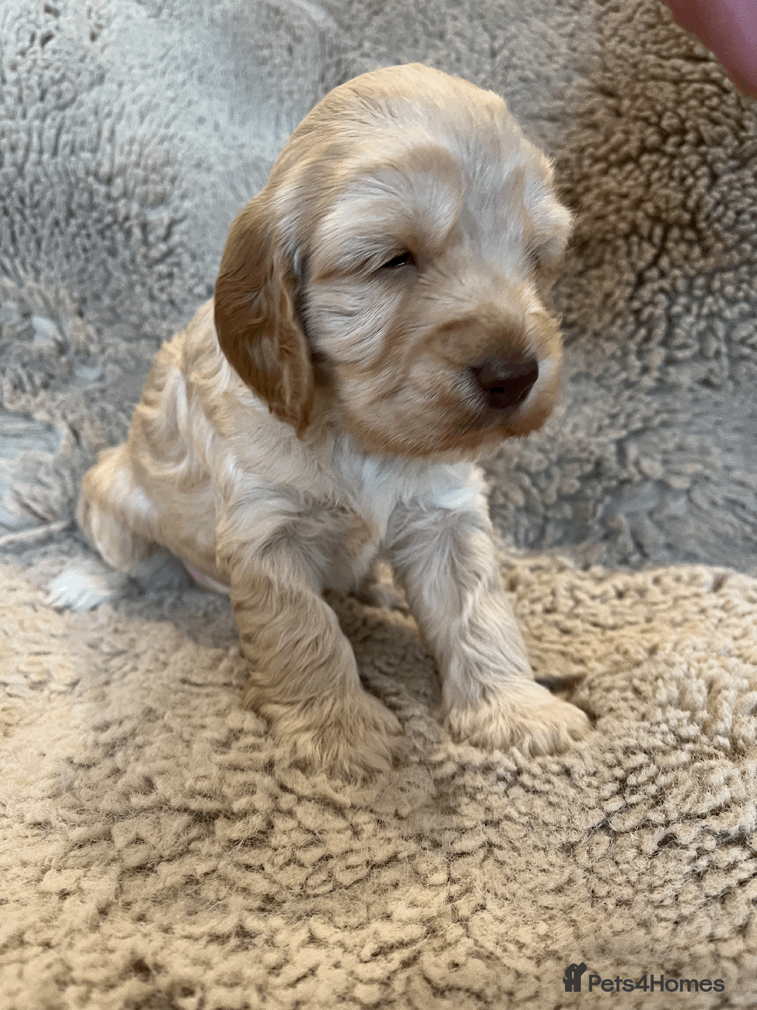 Cockapoo dogs for sale: cockapoo F1 - Image 12