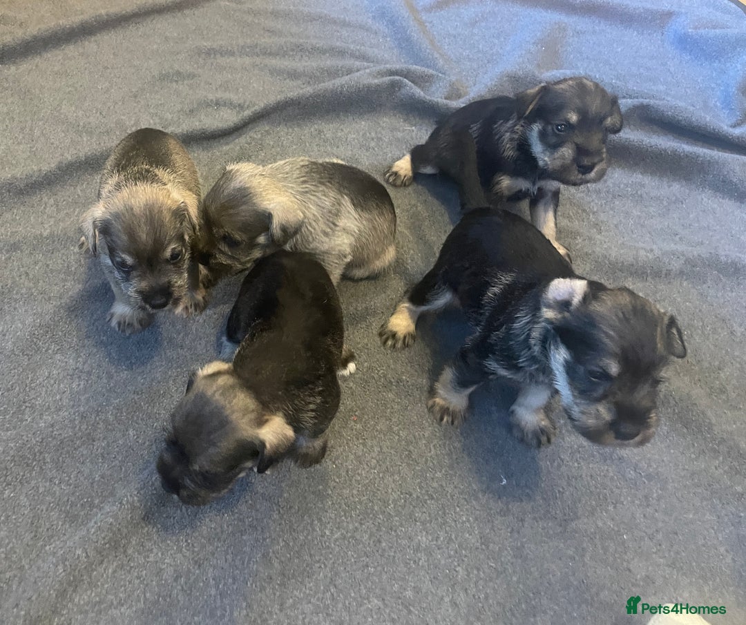 Miniature Schnauzer dogs for sale: Lovely litter of miniature schnauzers  - Advert 2