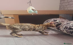 Bengal cats for sale: Bengal kittens (Tica regi.) 2 boys left - Image 12