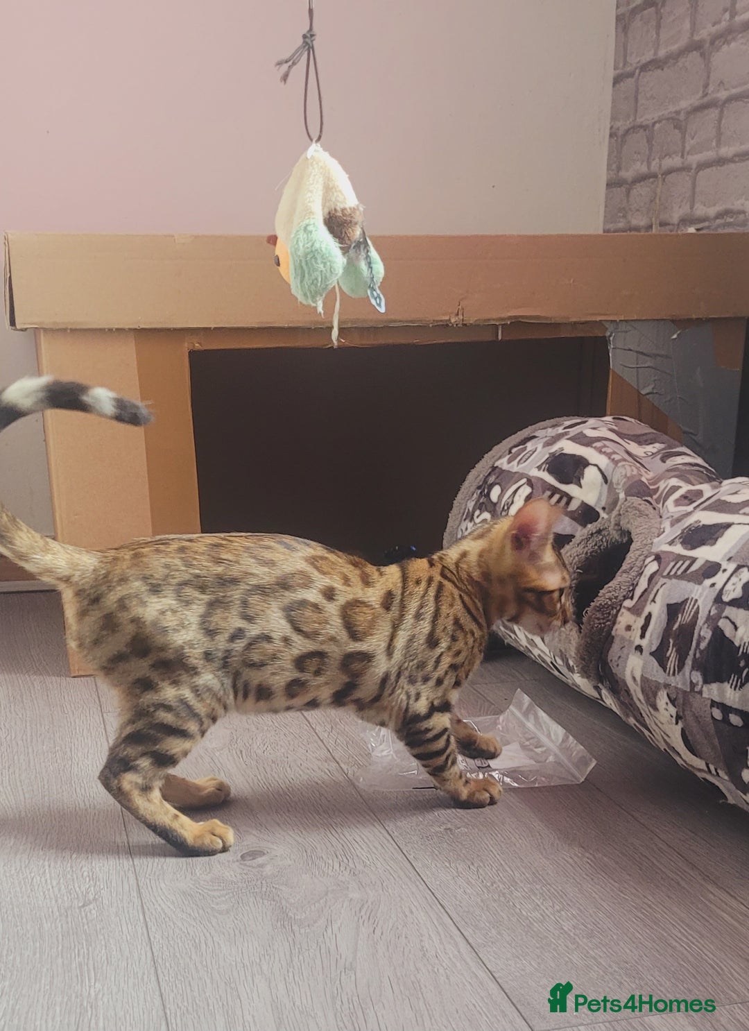 Bengal cats for sale: Bengal kittens (Tica regi.) 2 boys left - Image 12
