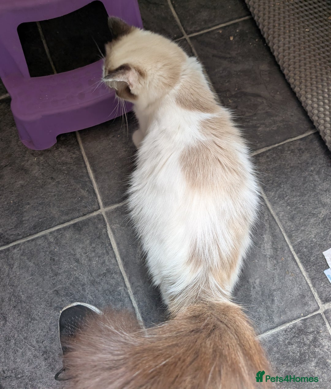 Ragdoll cats for sale: Ragdoll kittens - Image 5