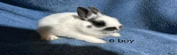 Netherland Dwarf rabbits for sale: Baby dwarf netherland rabbits  - Advert 5