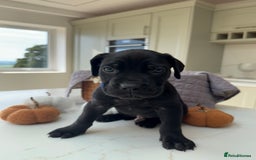 Cane Corso dogs for sale: Beautiful Cane Corso Puppies - Image 3