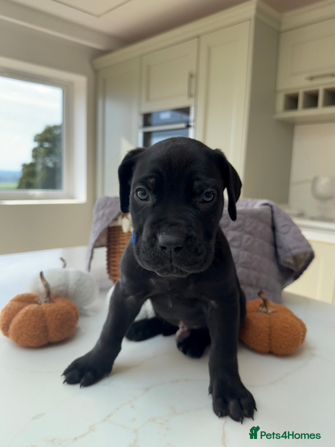 Cane Corso dogs for sale: Beautiful Cane Corso Puppies - Image 3