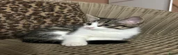 Mixed Breed cats for sale: Gorgeous Fluffy Kittens. Beautiful Little Souls🤍 - Advert 27