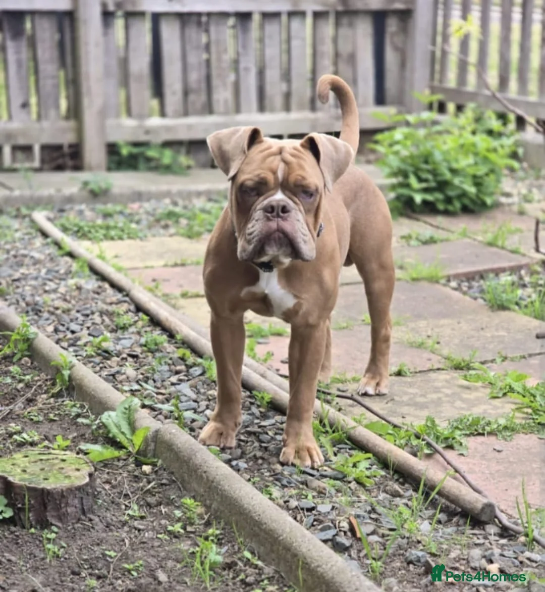 Old Tyme Bulldog dogs for sale: Old Tyne bulldog Freddie - Advert 1