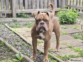 Old Tyme Bulldog dogs Old Tyne bulldog Freddie - Advert 13