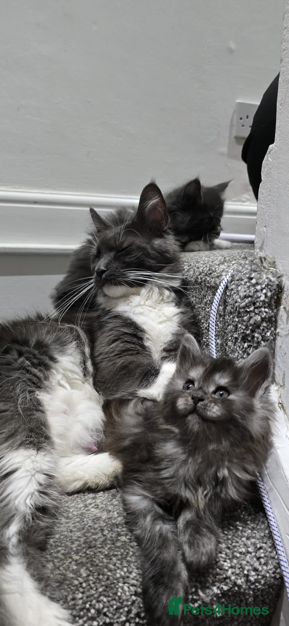 Maine Coon cats 2 beautiful Maine Coones left - Advert 6